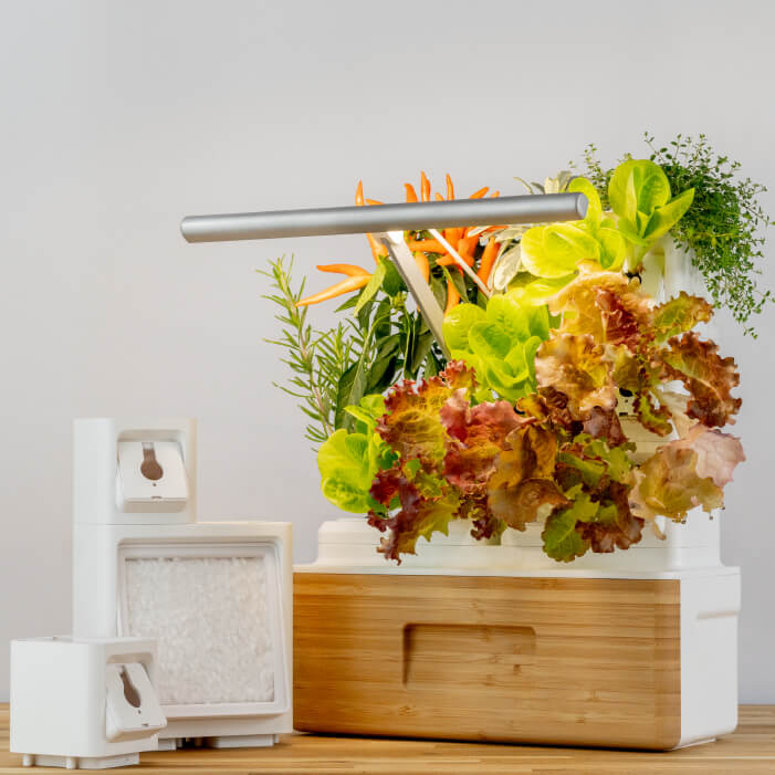 A thriving Totam indoor garden